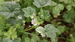 MALVA DOMESTICA  Malva neglecta Malvaceae [upl. by Lasky666]