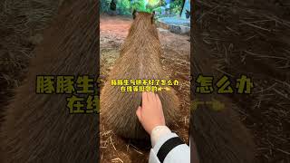 豚豚生气不理我了怎么办…… 卡皮巴拉 水豚 capybara 神奇动物在抖音 动物的迷惑行为 [upl. by Gregor]