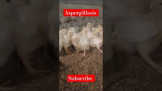 Aspergillosis in broiler broiler poultry birds foryou chicken poultrydisease aseelmurga [upl. by Notyap]