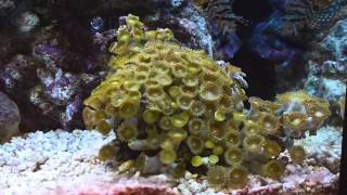 Zoanthus sp soft coral waking up after a nights sleep at 71x normal speed [upl. by Aillimat]