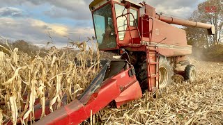 INTERNATIONAL 1480 AxialFlow Combine Harvesting Corn [upl. by Siwel66]