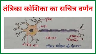 तंत्रिका कोशिका का सचित्र वर्णन  neuron ka sachitra varnan  tantrika koshika ke karya [upl. by Forsta91]