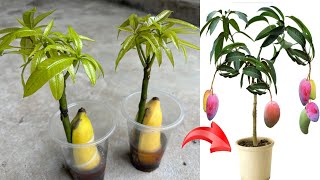 Good propagation method using banana and coca as stimulants to make mango trees germinate quickly [upl. by Haikezeh]