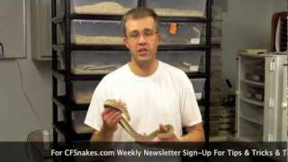 Western Hognose Snake Expert Chad Wants To Help You [upl. by Harte]