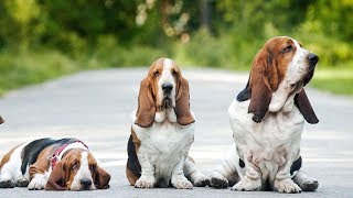 Basset Hound tout savoir sur cette race de chien Basset Hound VF [upl. by Lorollas37]