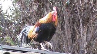 GALLO Y GALLINA EN ZOOLOGICO  AVES EN ZOO [upl. by Marrin]