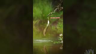 Arowana attack snake kolathuraquariumfish Arowana silverarowana fish aquarium arowanafish 100 [upl. by Adniuqal]