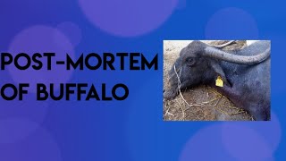 Post mortem of buffalo [upl. by Marler]