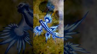 Blue Sea Dragon Glaucus atlanticus  Observed in Description [upl. by Noira2]