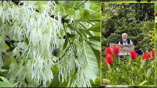 ARBRE DE NEIGE  SA FLORAISON TRÈS SPECTACULAIRE MÉRITE VOTRE JARDIN… Le Quotidien du Jardin N°389 [upl. by Asserac203]