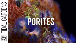 Porites quotJewelquot Coral and their Bisma Worms [upl. by Pesvoh]