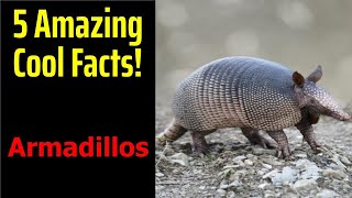 5 Fascinating Facts About Armadillos [upl. by Fleda]