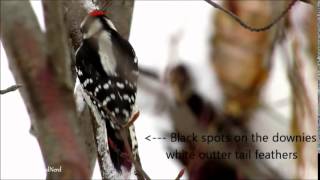 Woodpeckers Pt 2  How They Can Climb Trees  How To Tell Hairy and Downy Woodpeckers Apart [upl. by Arbuckle567]