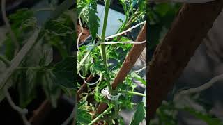 Tomato 🍅🍅 babies seedgrown veggielife tomatoes vegetables vegetablegarden naturelovers [upl. by Ilarin405]