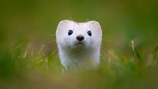 THE STOAT ERMINE  MUSTELA ERMINIA [upl. by Hervey]