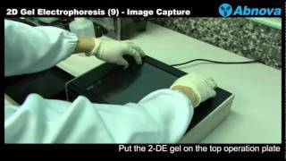 2D Gel Electrophoresis 9 Image Capture  UV Light Box [upl. by Collbaith]