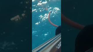 🔥 LAMPUGA DOUBLE 🔥 pescasubmarina spearfishing pesca fishing zipkin zıpkın [upl. by Lletnahs]