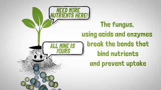 Mycorrhizal Fungi to assist plants The Root of Things [upl. by Ailido]