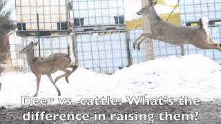 What’s the difference between raising deer and cattle [upl. by Diaz]