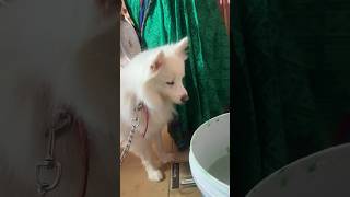 Ye kya hai🧐🐟  indian spitz dog  Indian spitz dog barking  dog eat fish  spitz dog playing [upl. by Onitselec]