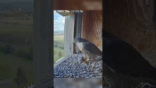 Male Falcons force females to take prey falcon birds falconcam nature shorts nature falconcam [upl. by Yesoj]