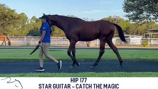 Hip  177 Unnamed Colt LA Star Guitar x Catch the Magic by Animal Kingdom [upl. by Ahseit]