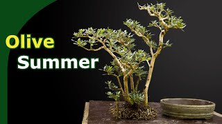 Repotting amp Pruning Olive bonsai in Summer [upl. by Priscella]