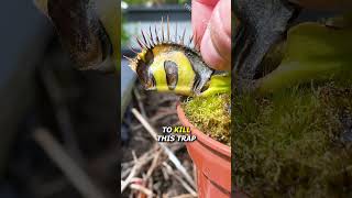 Slug vs Flytrap Update [upl. by Neelrac]