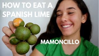 How to Eat a Spanish Lime aka QuenepaMamoncillo [upl. by Barker671]