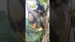 Techniques For Removing Bees From The Hive 😳 [upl. by Mufi]