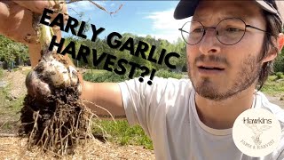 Did We Lose Our Garlic Harvest [upl. by Ynatil384]