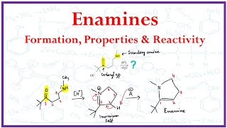 Enamine Formation properties and Reactivity [upl. by Nuahc684]