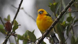 Southern YellowGrosbeak [upl. by Jarl]