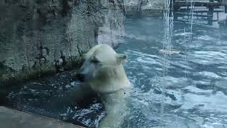 Aalborg Zoo Happy polar bear 04 [upl. by Cami]