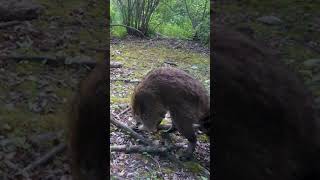 Territorial Grackle Bird Attacks Racoon [upl. by Triny]