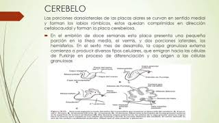 EMBRIOLOGÍAsistema nervioso carpeta UDABOL [upl. by Enois]