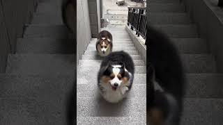 Corgis Conquer the Stairs corgilove corgi corgifun corgiplanet cute [upl. by Naujik]