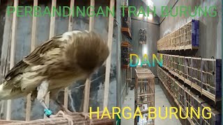 perbedaan trah burung dan harga burung yang berkuwalitas hafikenaritv [upl. by Jasik565]