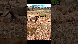 Lion vs leopard leopard trending lion wildlife animals shorts viralvideo tiger [upl. by Fuld]