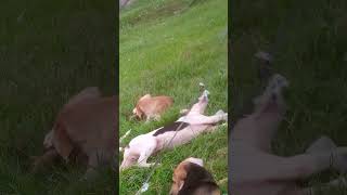 WORLD 🌍 FUNNIEST Puppy 🐕🤣 viral puppy dogs [upl. by Zahavi272]