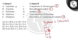 quotenglishquotquot\n\n\n\nColumnI\n\n\nColumnII\n\n\n\n\nA\n\n\nLeptotene\n\n\ni\n\n\nCompaction of [upl. by Minoru220]