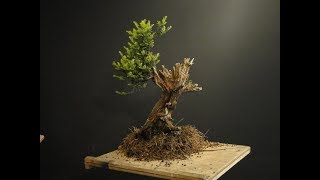 Taxus baccata English Yew Bonsai 15 [upl. by Grantham350]