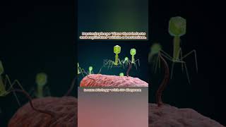 Bacteriophage Virus that infects and replicates within a bacteriumbiology trending botany video [upl. by Jere893]