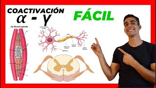 🧠​ Coactivación ALFA Y GAMMA ​✅​ FÁCIL EXPLICACION Motoneurona a y g [upl. by Mendelson]