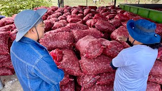 Mahusay at Maunlad na Farmer Owner at Farm Worker Perfect Partnership from Onion to Rice Farming [upl. by Marmaduke]