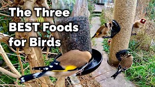 The BEST Food for Attracting Birds to Your Garden [upl. by Fortunio]