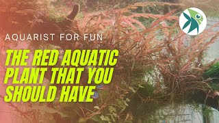 HYGROPHILA PINNATIFIDA the RED AQUATIC PLANT that you should know about CARE GUIDE amp MELTING TIPS [upl. by Muraida]