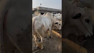 MashaAllah  cow bull trending music youtubeshorts animals shorts HSCF [upl. by Sekoorb]