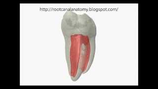 Mandibular First Molar Prof Marco Versiani [upl. by Ierbua726]