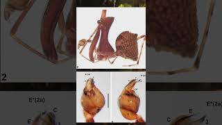 New Species of Pelican Spider Discovered in Queensland Australia [upl. by Ecirahc]